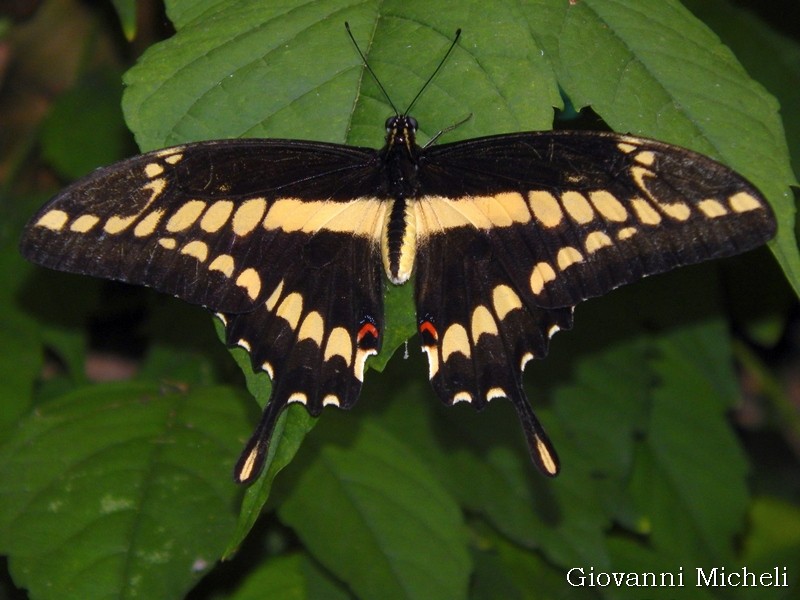 Papilio cresphontes - Oasi di s. Alessio (PV)